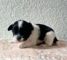 Malshipoo Companion(s) - Photo 2