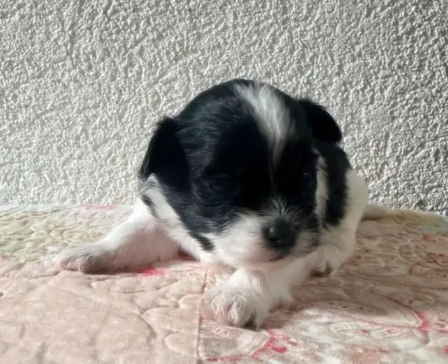 Malshipoo Companion(s) - Photo 3