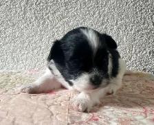 Malshipoo Companion(s) - Photo 3