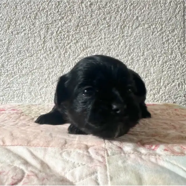 Malshipoo Companion(s) - Photo 4