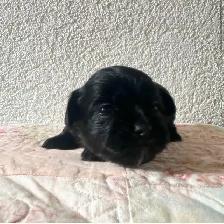 Malshipoo Companion(s) - Photo 4