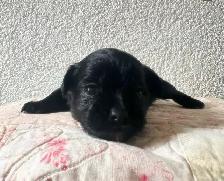 Malshipoo Companion(s) - Photo 5