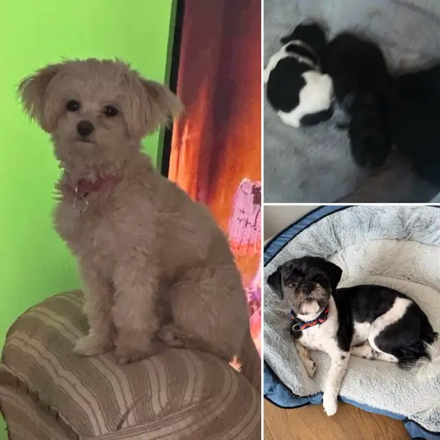 Malshipoo Companion(s) - Photo 6