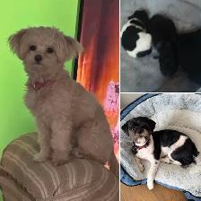 Malshipoo Companion(s) - Photo 6