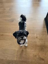 Malshipoo Companion(s) - Photo 8