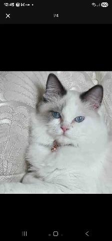 A beautiful Ragdoll