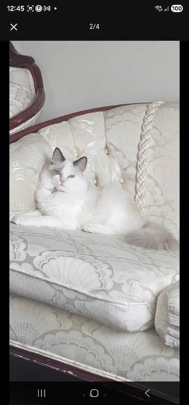 A beautiful Ragdoll - Photo 2