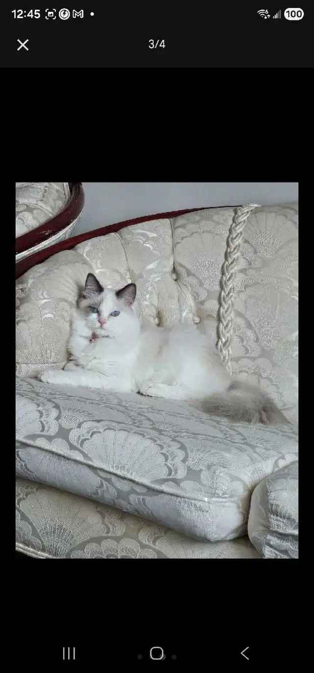 A beautiful Ragdoll - Photo 3