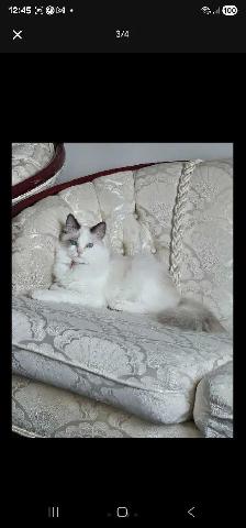 A beautiful Ragdoll - Photo 3
