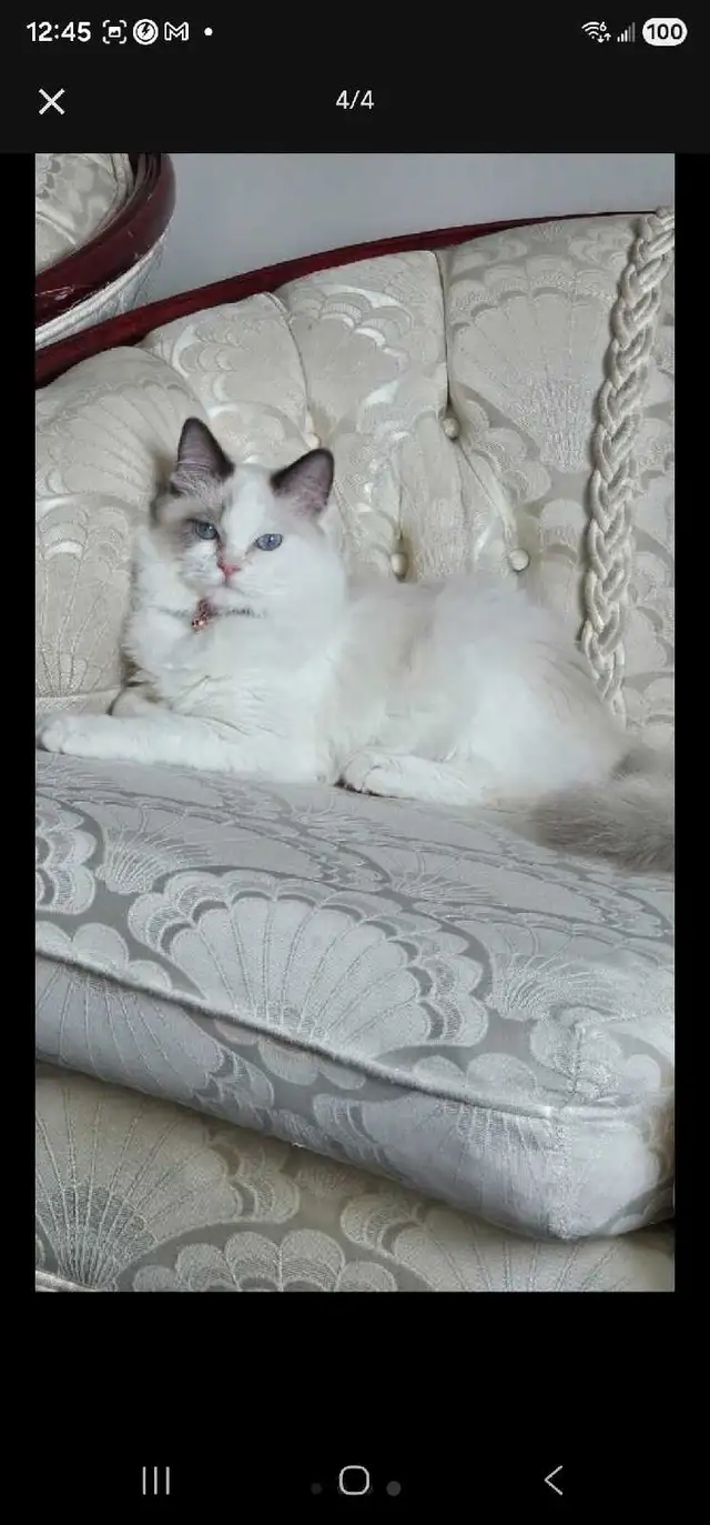 A beautiful Ragdoll - Photo 4