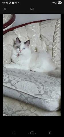 A beautiful Ragdoll - Photo 4