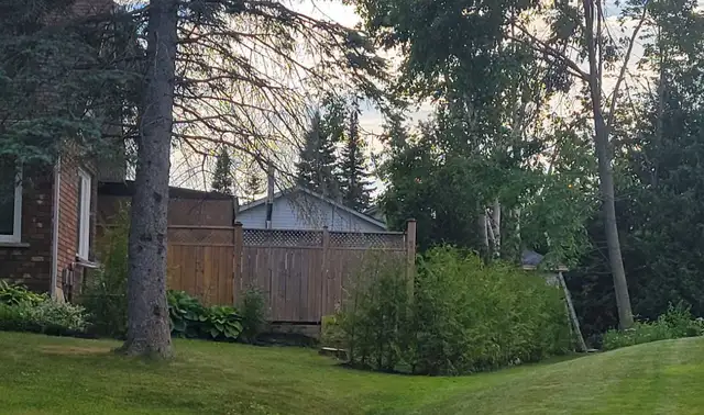 7FT EASTERN WHITE CEDAR TREES HEDGE