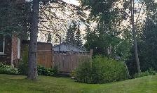7FT EASTERN WHITE CEDAR TREES HEDGE