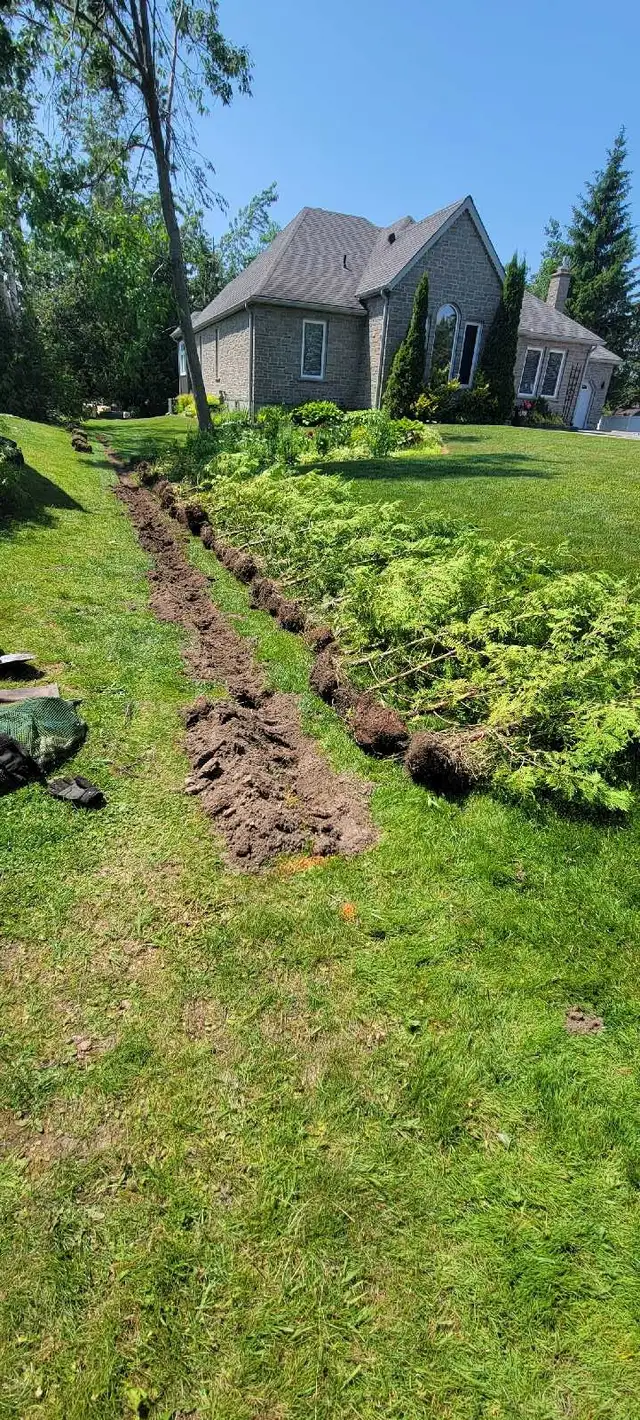 7FT EASTERN WHITE CEDAR TREES HEDGE - Photo 4