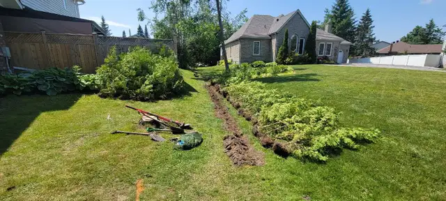 7FT EASTERN WHITE CEDAR TREES HEDGE - Photo 5