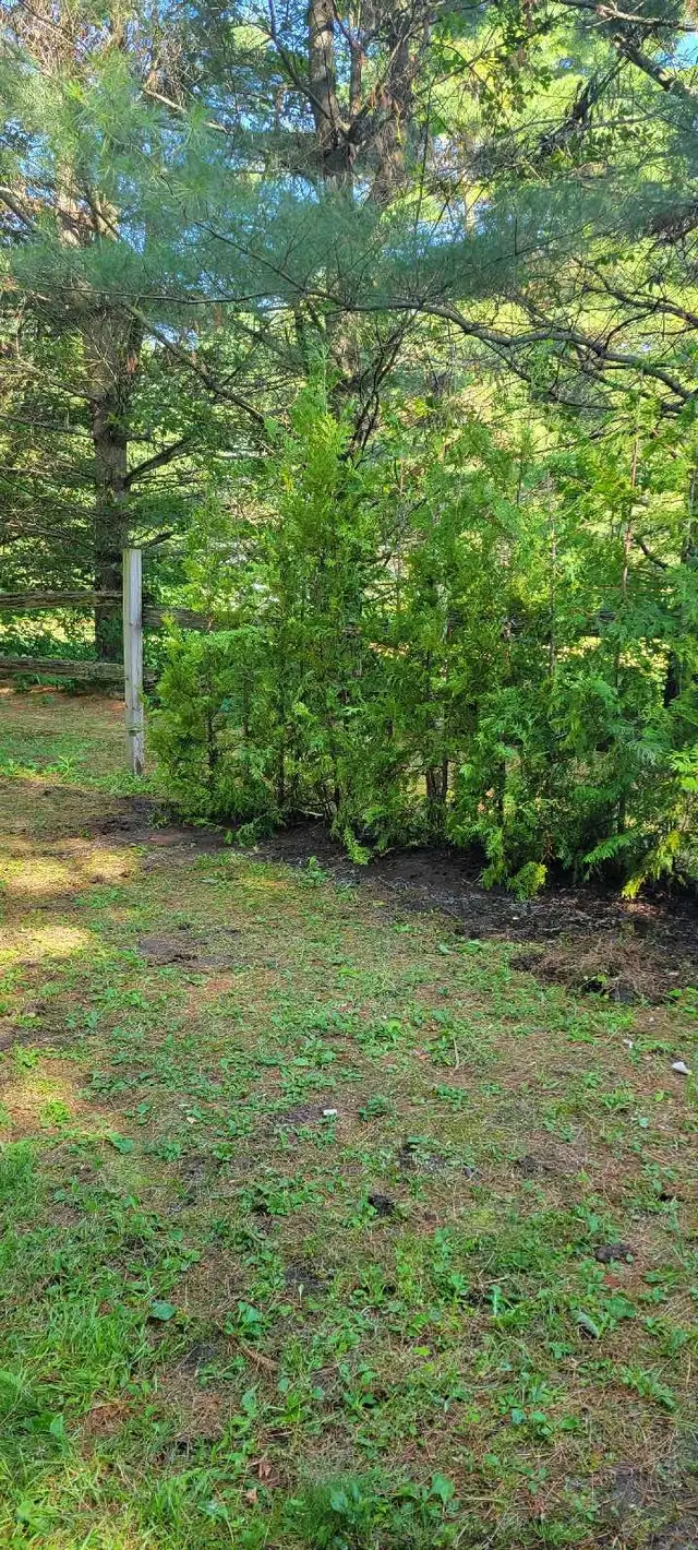 7FT EASTERN WHITE CEDAR TREES HEDGE - Photo 6