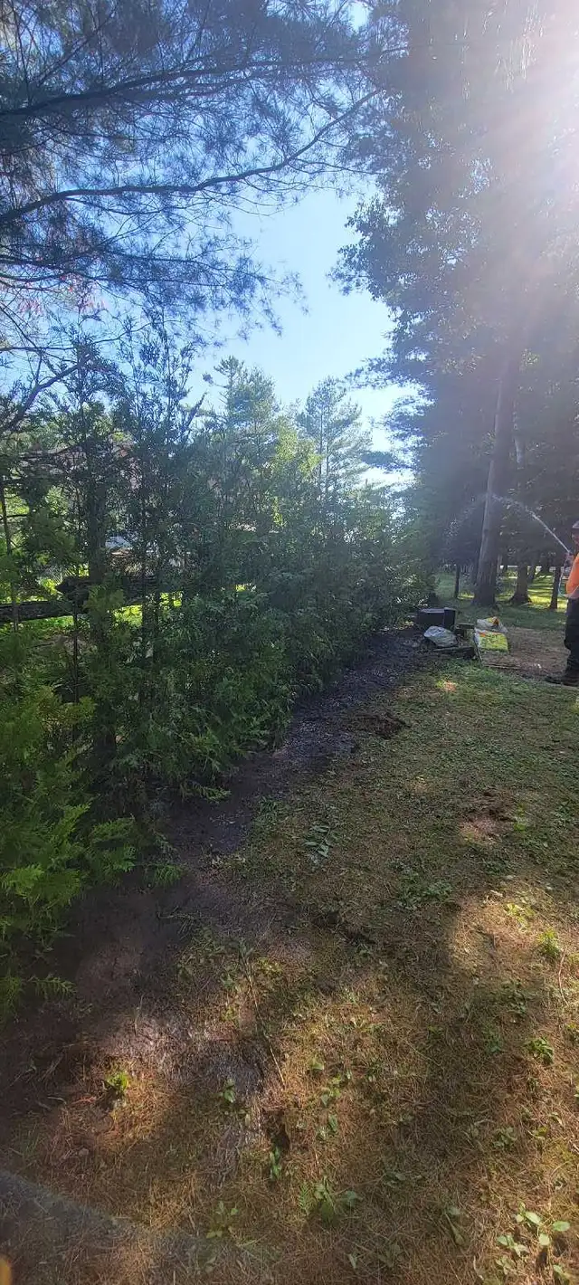 7FT EASTERN WHITE CEDAR TREES HEDGE - Photo 7