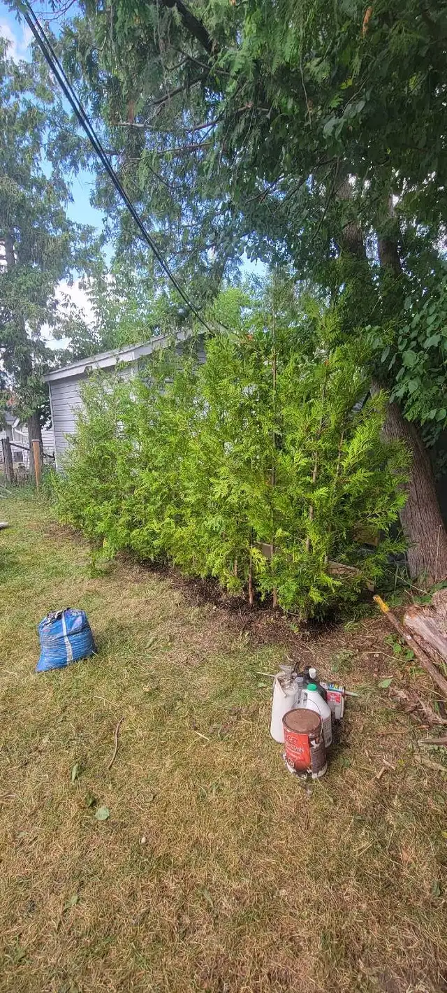 8FT EASTERN WHITE CEDAR TREES HEDGE