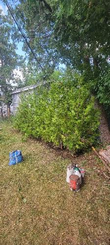 8FT EASTERN WHITE CEDAR TREES HEDGE