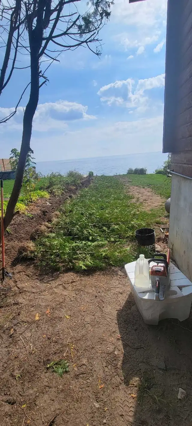 8FT EASTERN WHITE CEDAR TREES HEDGE - Photo 2