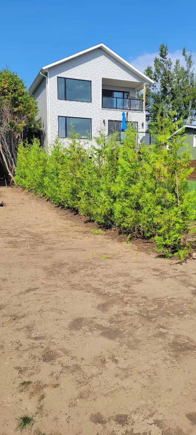 8FT EASTERN WHITE CEDAR TREES HEDGE - Photo 3