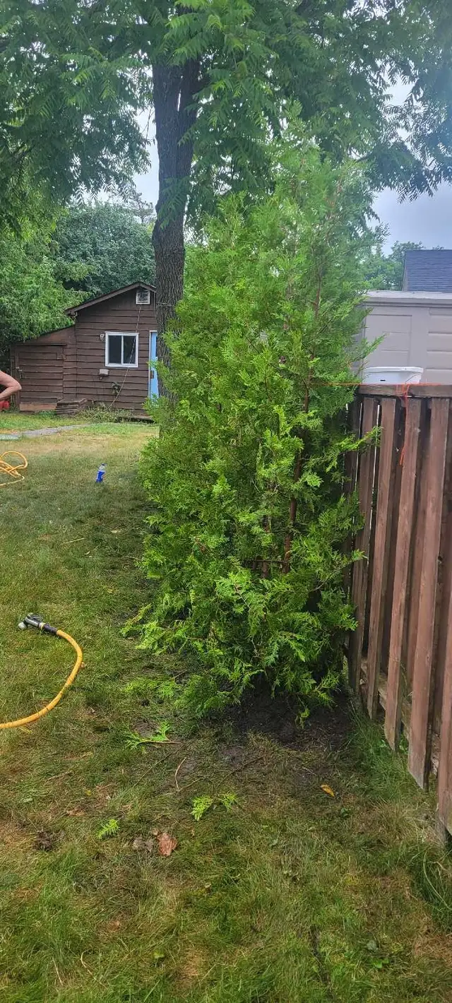 8FT EASTERN WHITE CEDAR TREES HEDGE - Photo 6