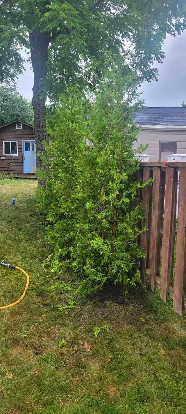 8FT EASTERN WHITE CEDAR TREES HEDGE - Photo 7