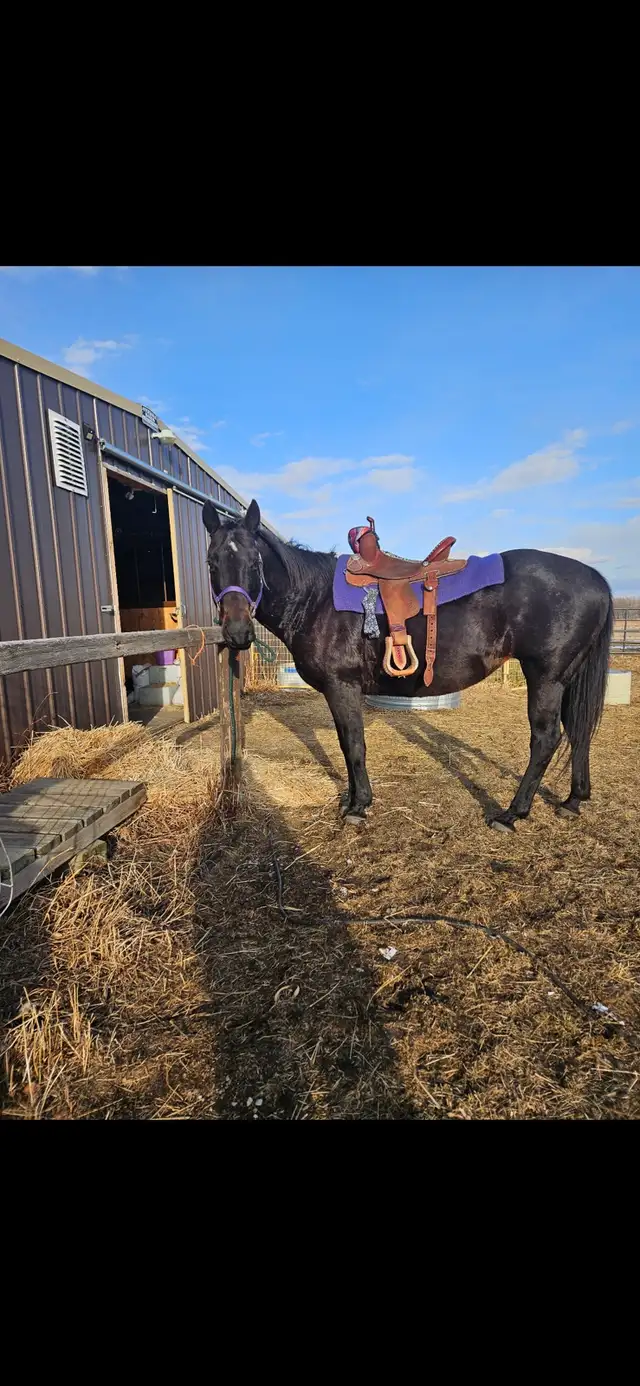 Broke Kid Safe AQHA