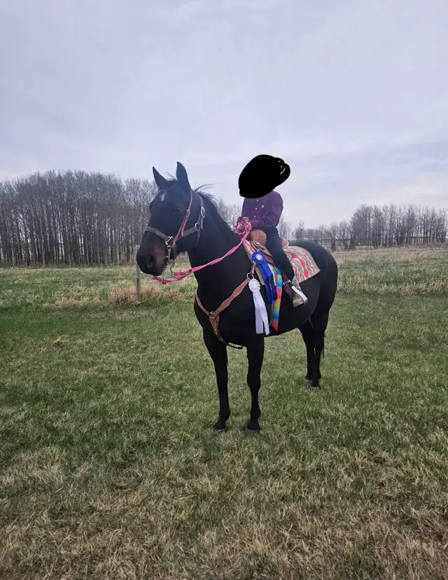 Broke Kid Safe AQHA - Photo 2