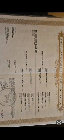 Broke Kid Safe AQHA - Photo 3