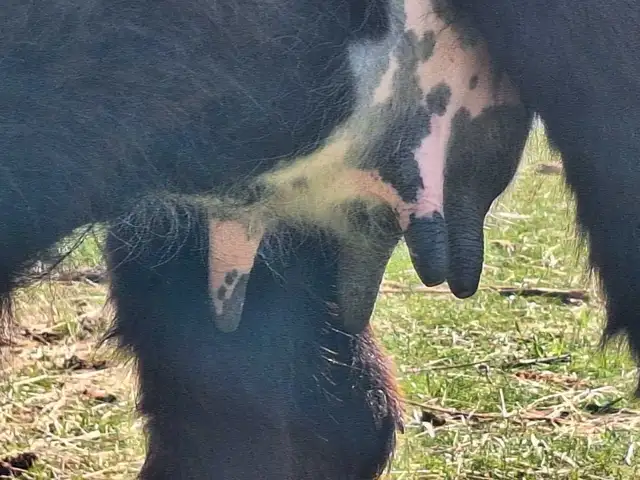 Milking Dexter cow - Photo 2