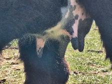 Milking Dexter cow - Photo 2