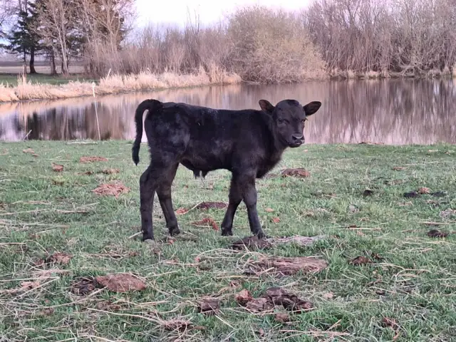 Milking Dexter cow - Photo 3