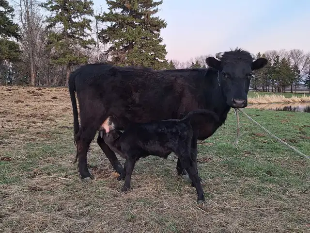 Milking Dexter cow - Photo 4
