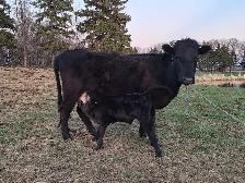 Milking Dexter cow - Photo 4