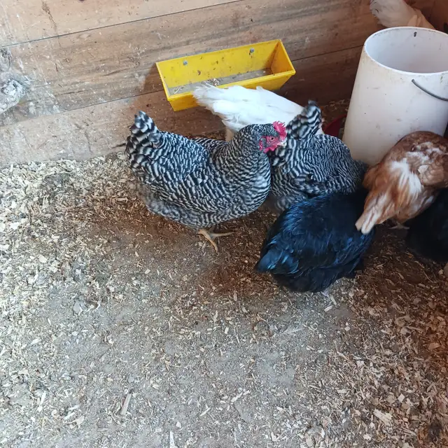 Laying hens