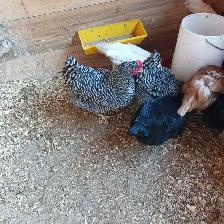 Laying hens