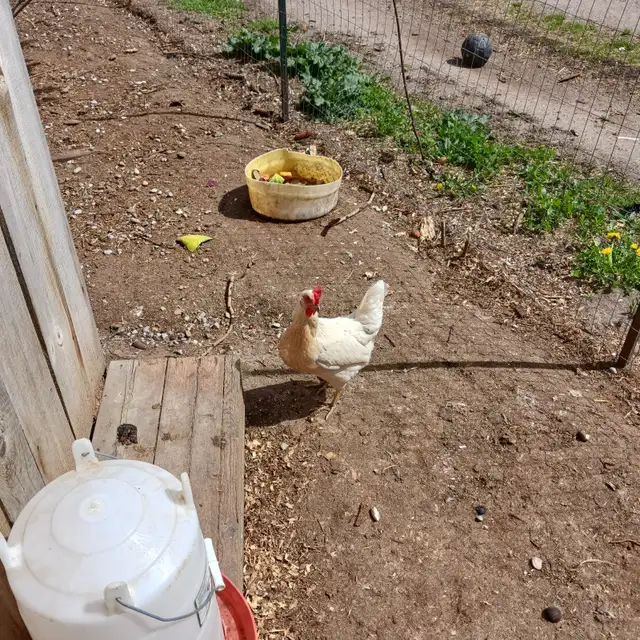 Laying hens - Photo 2