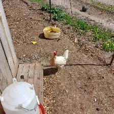 Laying hens - Photo 2