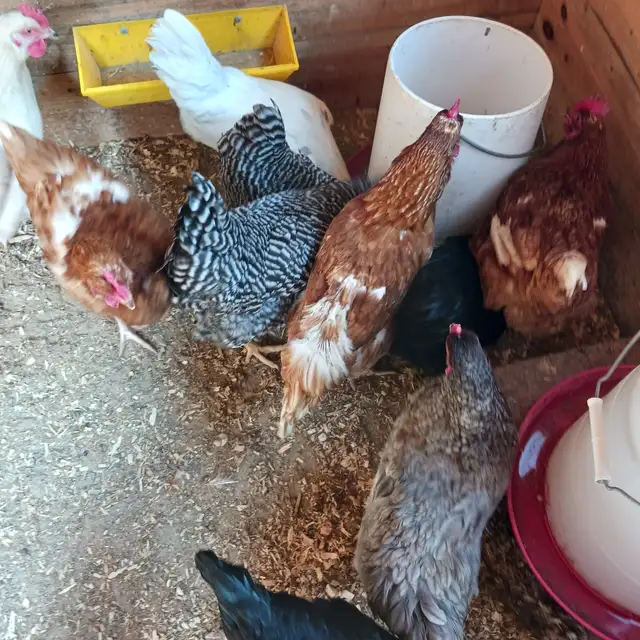 Laying hens - Photo 3