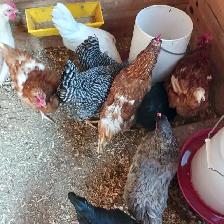 Laying hens - Photo 3