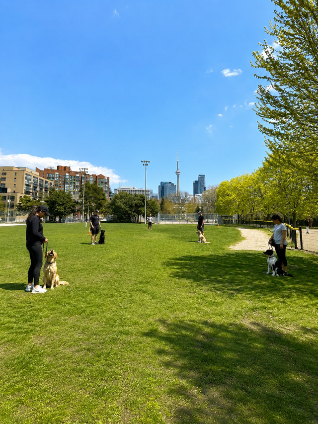 Stanley Park Group Dog Training