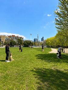 Stanley Park Group Dog Training