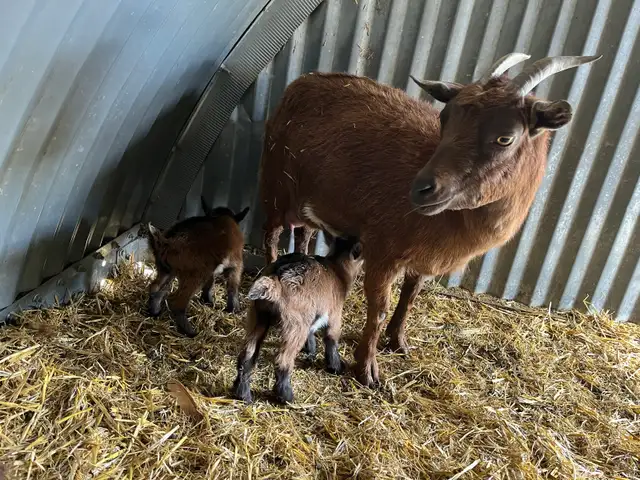 Nigerian Dwarf Goat with kids