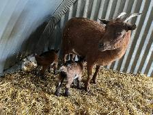 Nigerian Dwarf Goat with kids