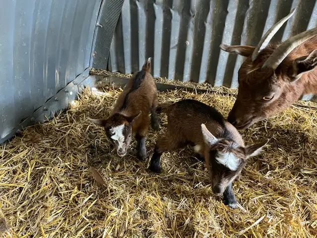 Nigerian Dwarf Goat with kids - Photo 2