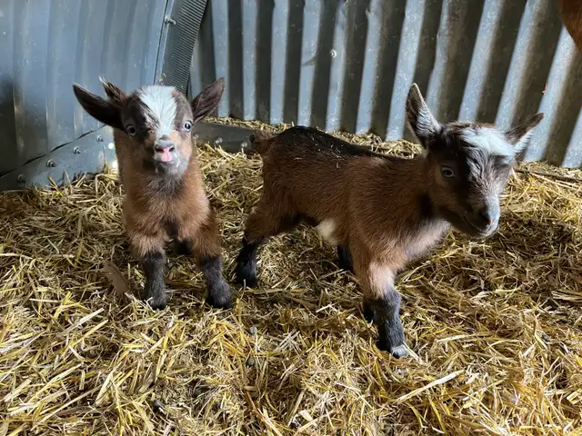 Nigerian Dwarf Goat with kids - Photo 3
