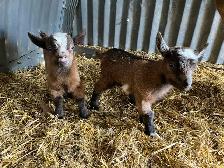 Nigerian Dwarf Goat with kids - Photo 3