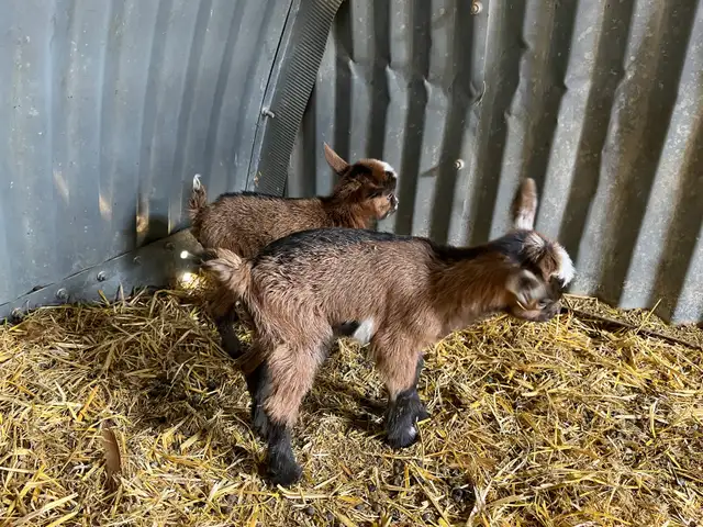 Nigerian Dwarf Goat with kids - Photo 4
