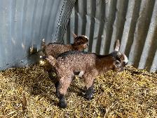 Nigerian Dwarf Goat with kids - Photo 4